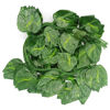 Imagen de Planta enredadera 36 hojas, PACK x12
