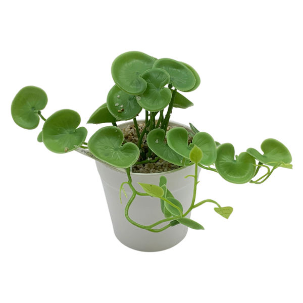 Imagen de Planta potus, maceta de plástico