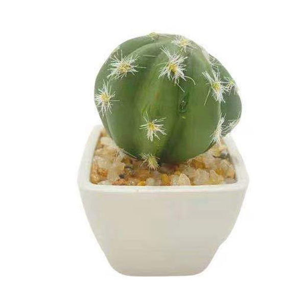 Imagen de Planta cactus suculenta en maceta, varios modelos