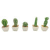 Imagen de Planta cactus suculenta en maceta, varios modelos