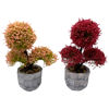 Imagen de Planta bonsai bayas en maceta, varios colores