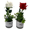 Imagen de Planta con flor rosa en maceta, varios colores