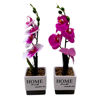 Imagen de Planta con flores orquídeas en maceta, varios colores