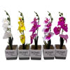 Imagen de Planta con flores orquídeas en maceta, varios colores
