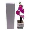 Imagen de Planta con flores orquídeas en maceta, varios colores