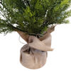 Imagen de Árbol navideño frondoso ciprés, 168 ramas 90cm, con base de arpillera, en caja