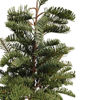 Imagen de Árbol navideño fondoso abeto tejo inglés, 80cm, con maceta