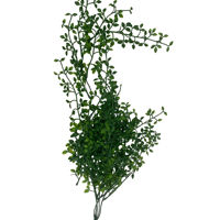 Imagen de Planta de hojas verdes colgantes